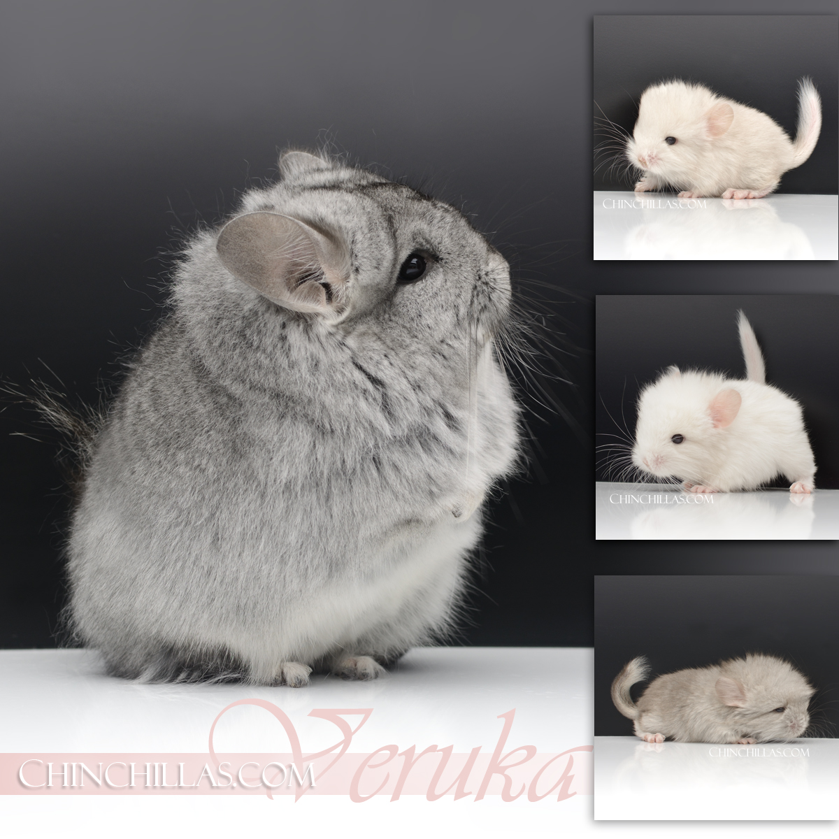 Veruka - Standard G2 Royal Persian Angora Chinchilla